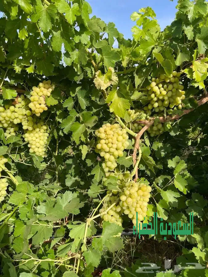 محصول عنب اكثر من عشرة اصناف يستمر الانتاج اربعة اشهر