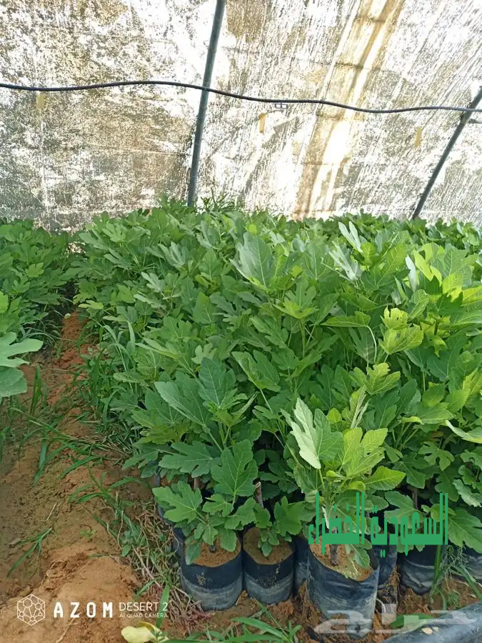 شتلات تين اسباني وبراون والفايز