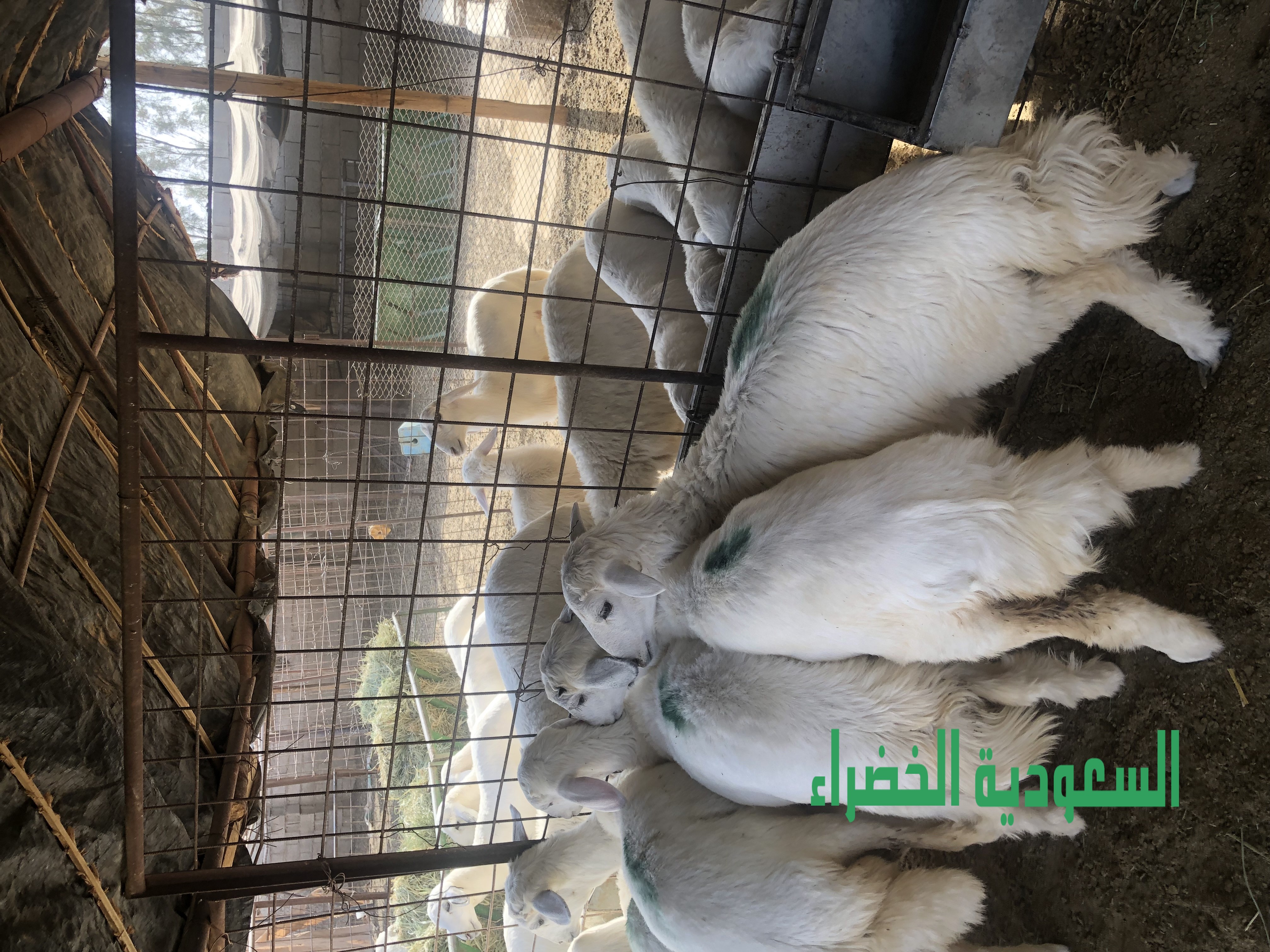 للبيع بهم حري