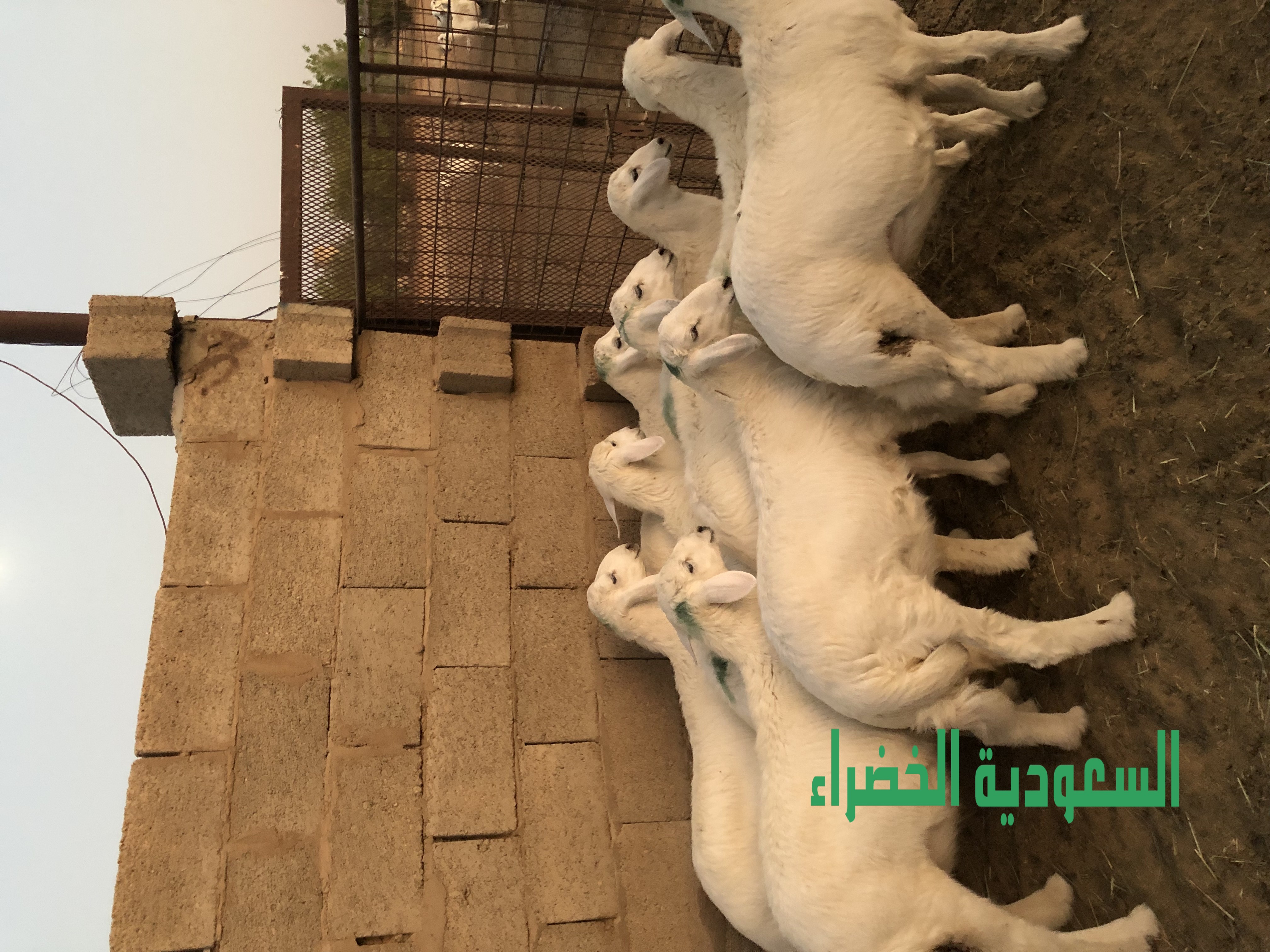 للبيع بهم حري عدد ٩