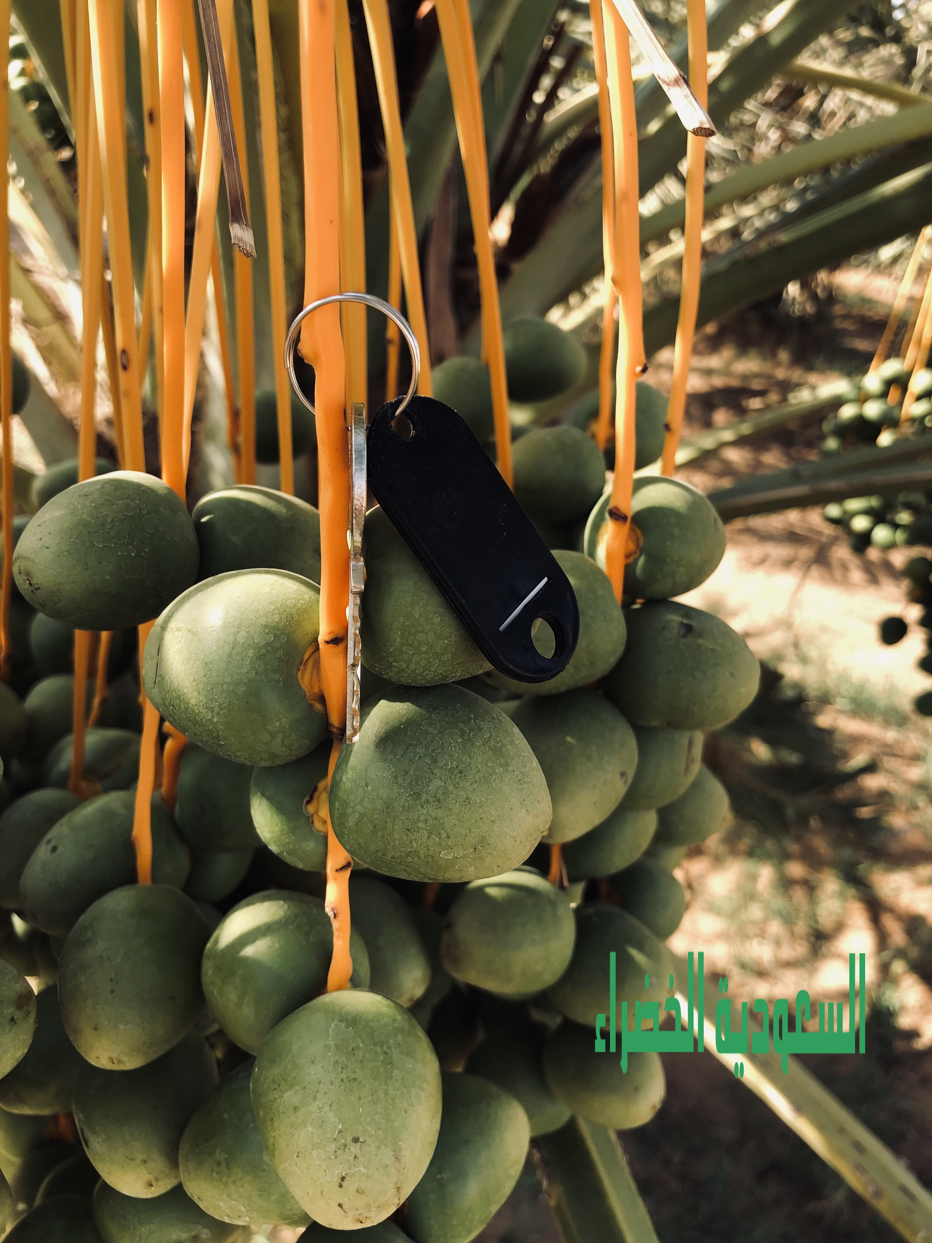 للبيع ثمر نخل بالقصيم