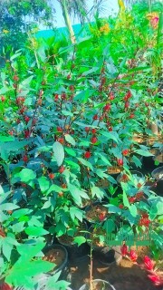 شتلات زينه مثمره عطريه بالجملة وقطاعي